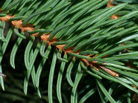 how to propagate norway spruce